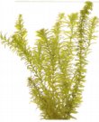 Elodea Canadensis